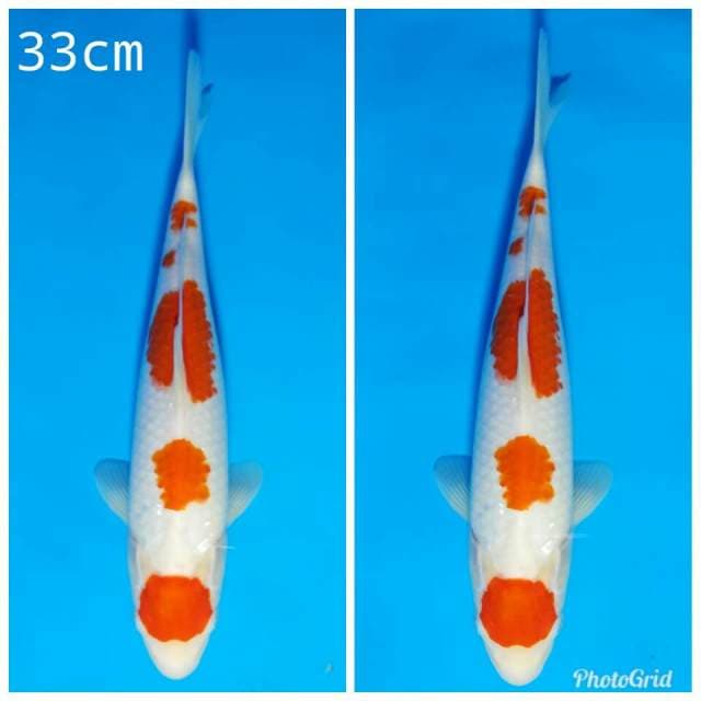 Maruten kohaku