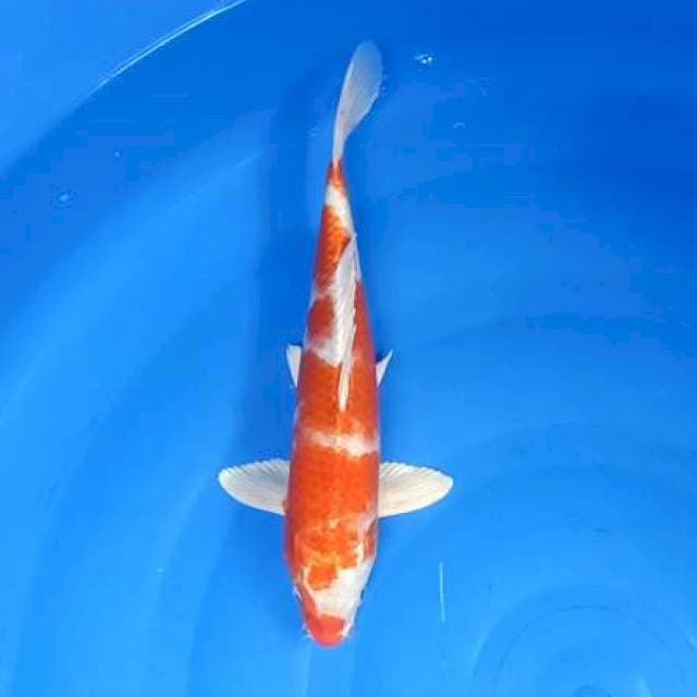 Platinum kohaku 32cm
