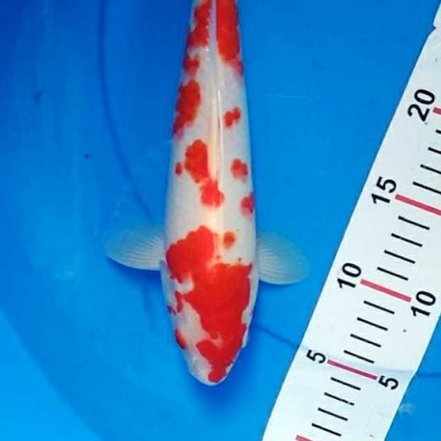 Kohaku sakura 30cm