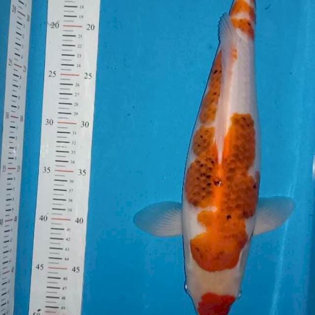 Ai goromo