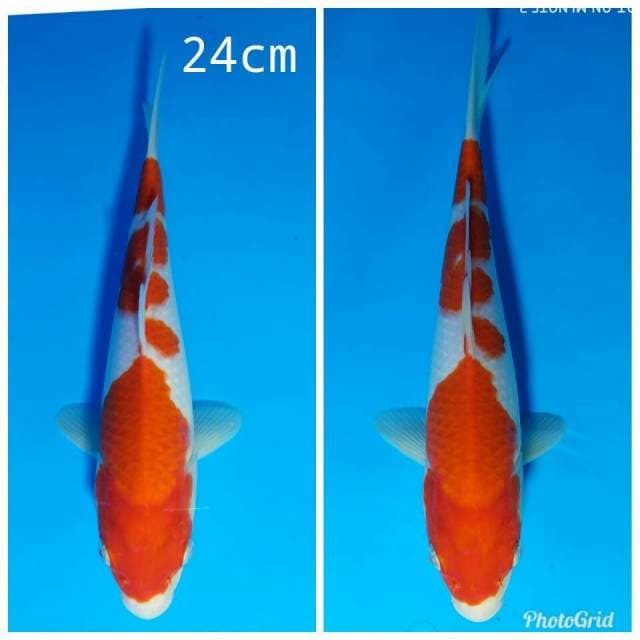 Baby kohaku