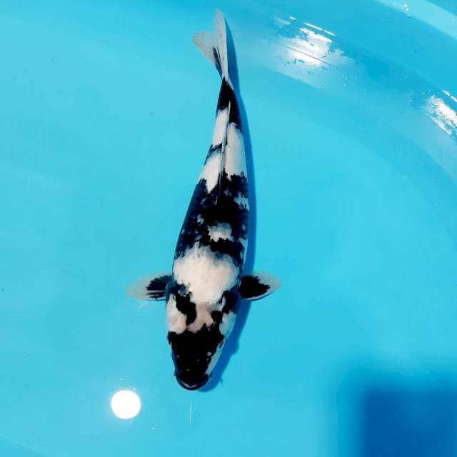 Shiro motogoro 36cm