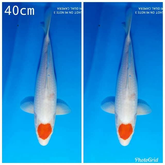 Original tanco kohaku