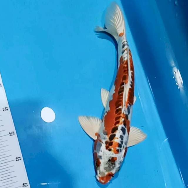 Red kujaku doitsu 37cm