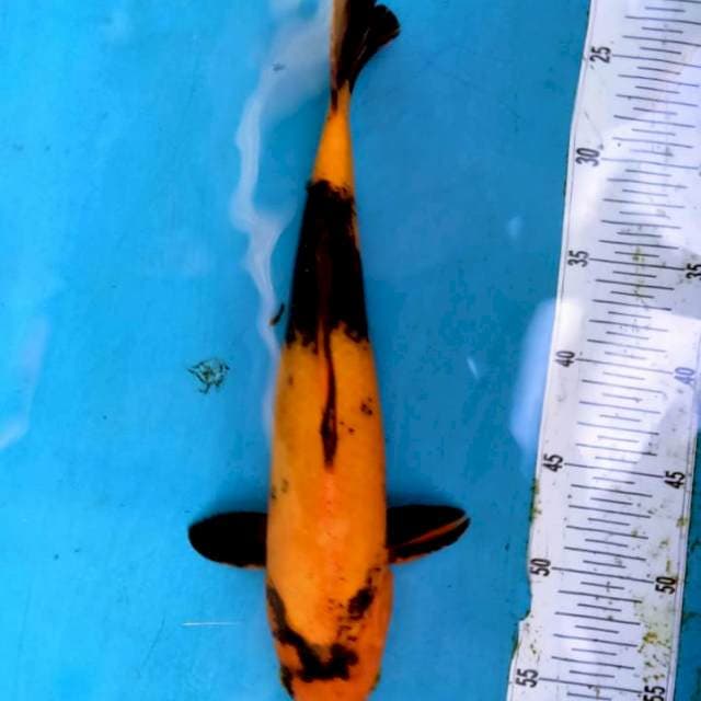 Hi utsuri 35cm