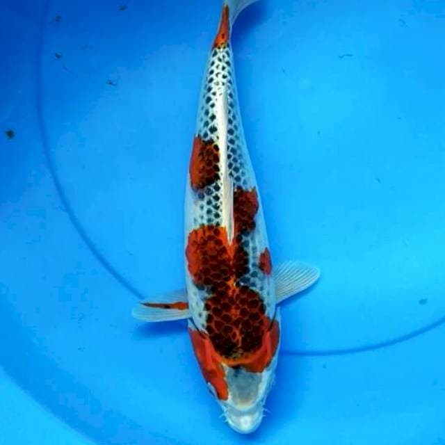 Gishiki 31cm