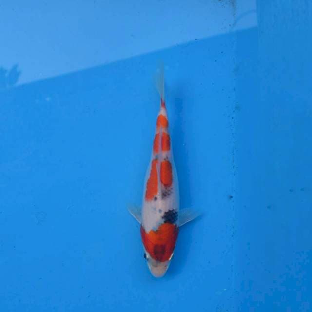 Yondan Sanke Ori F1