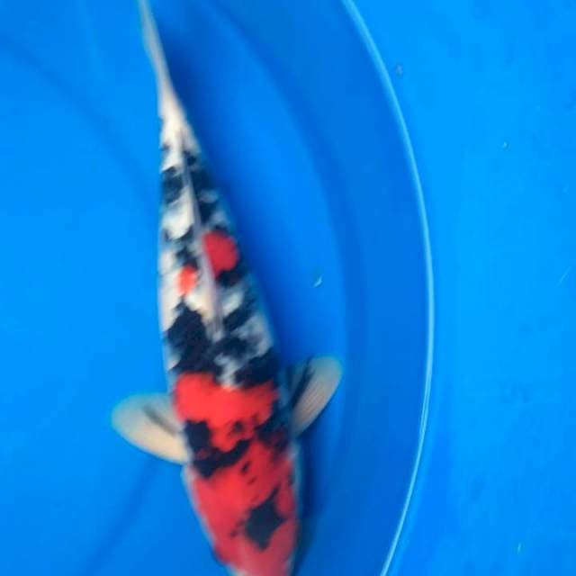 Sk shansoku