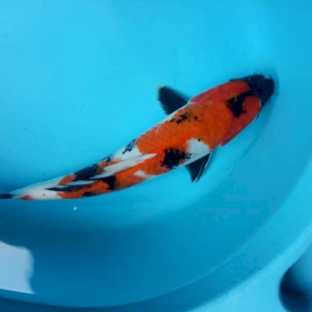 showwa jantan 36 cm