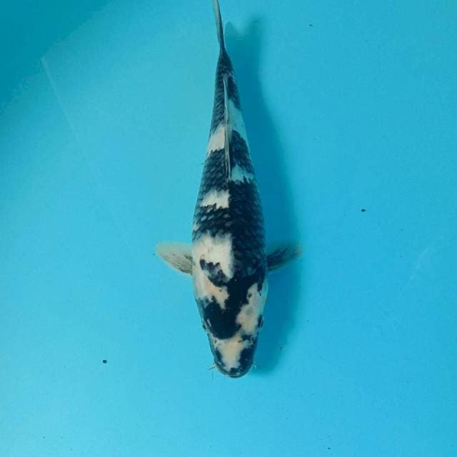 Shiro, 28 cm