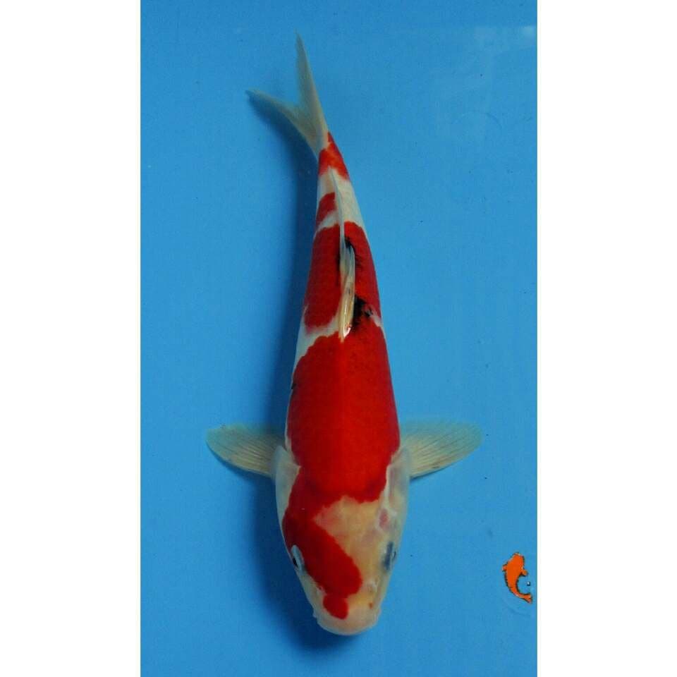 RED SANKE