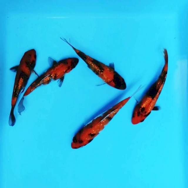 Showa ginrin full ± 14cm