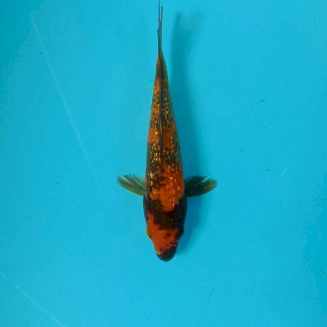 Hi Utsuri Ginrin, 15 cm