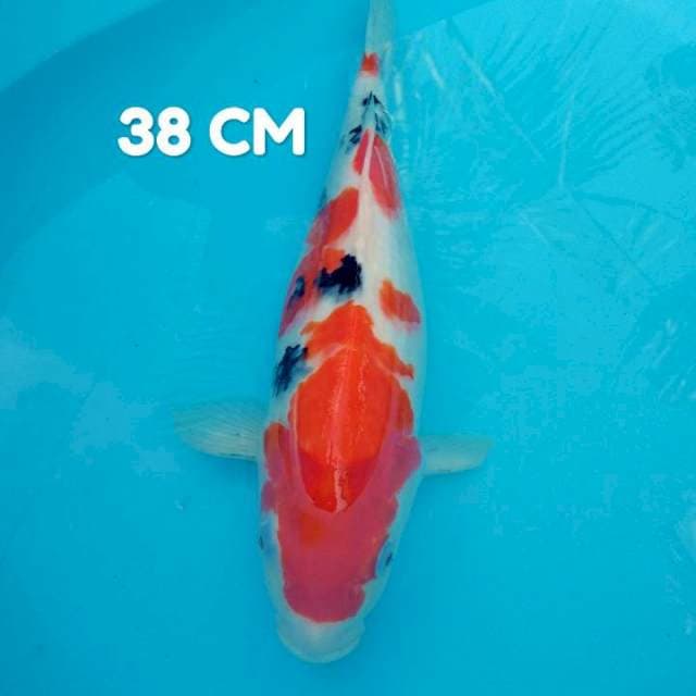 #1. Sanke Punuk 38 CM