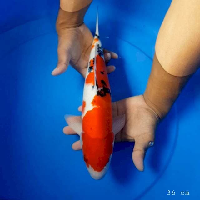 Sanke 36 cm