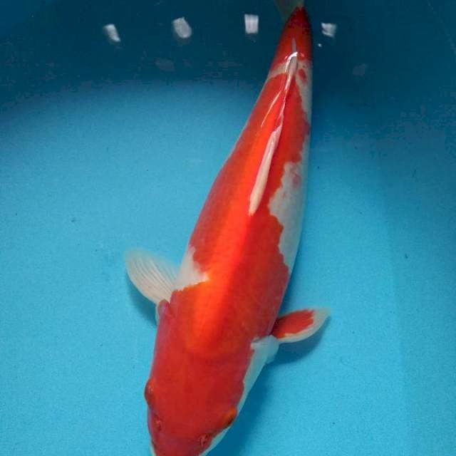 #5. Kohaku Inazuma ORI. Punuk 42 CM