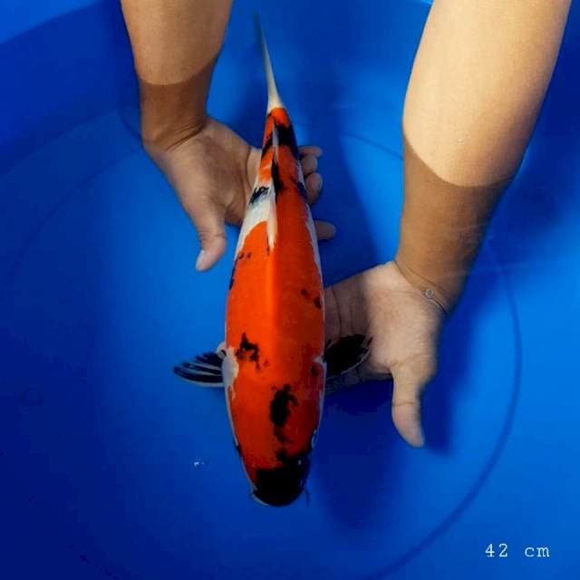 Showa original 42 cm