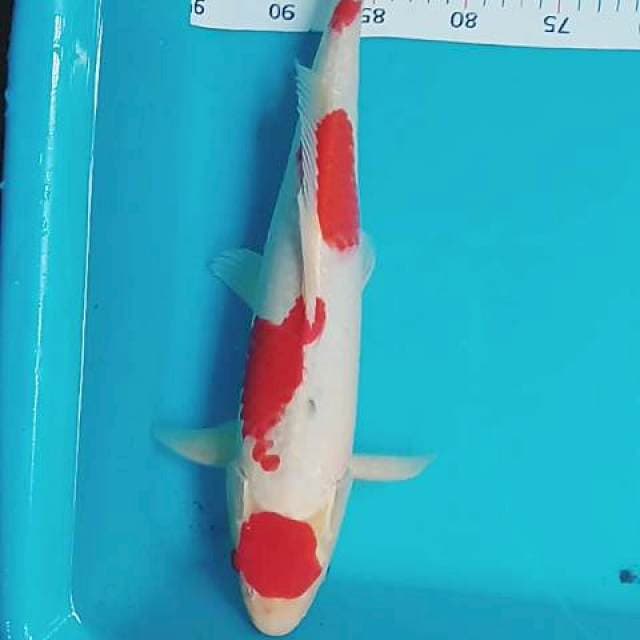 Kohaku 45 bu