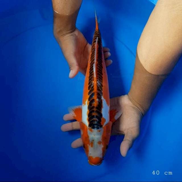 Hana Shusui 40 cm