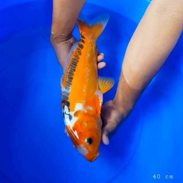 Hana Shusui 40 cm