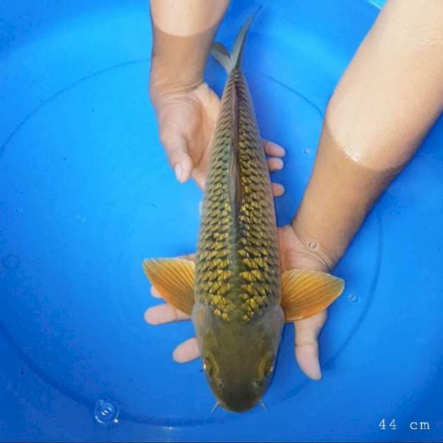Chagoi full ginrin 44 cm