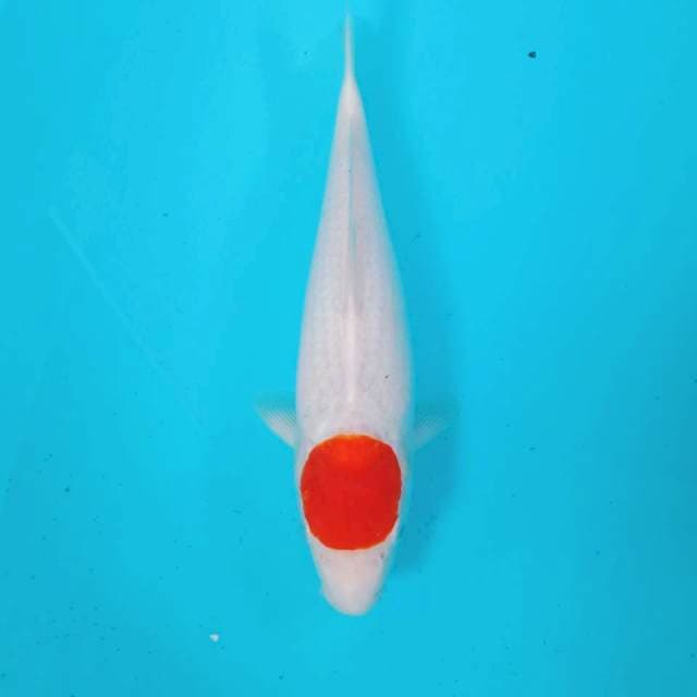 Tancho Kohaku, 31 cm