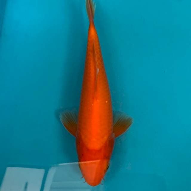 Red Karashi 25bu