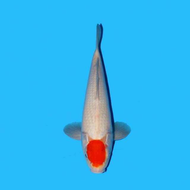 Tancho kohaku