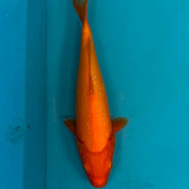 JUMBO RED KARASHI 35bu