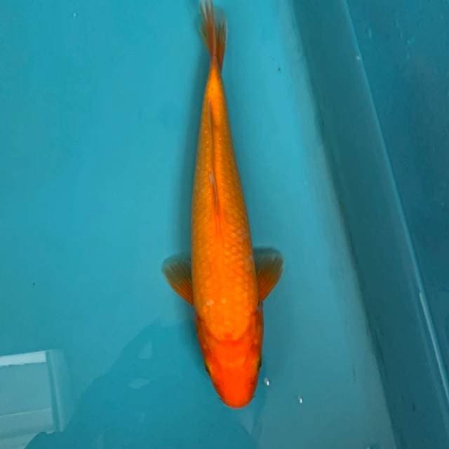 RED KARASHI 25cm