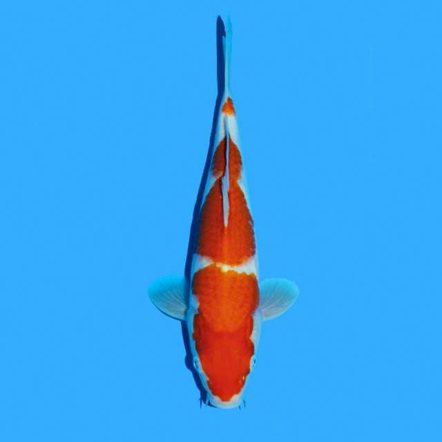 Kohaku 3 step