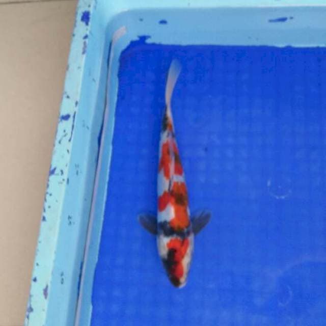 male showa doitsu 25cm murni