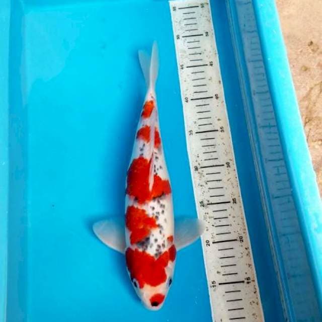 GOSHIKI RED STRONG 35 CM