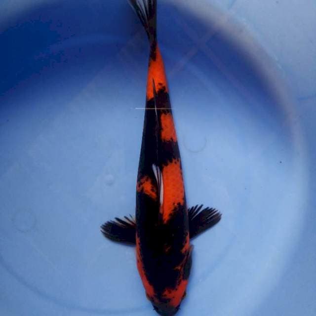 Hi utsuri