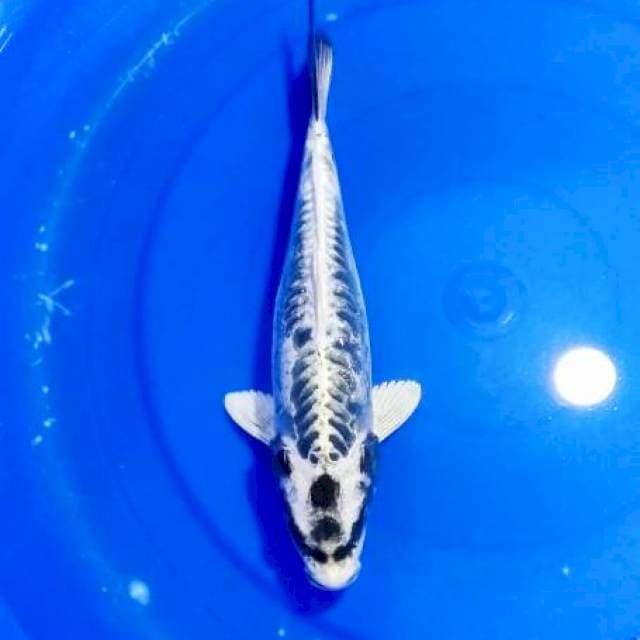 Gin kabuto sisik naga