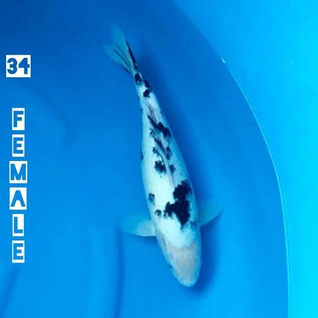 BEKKO - 34 F