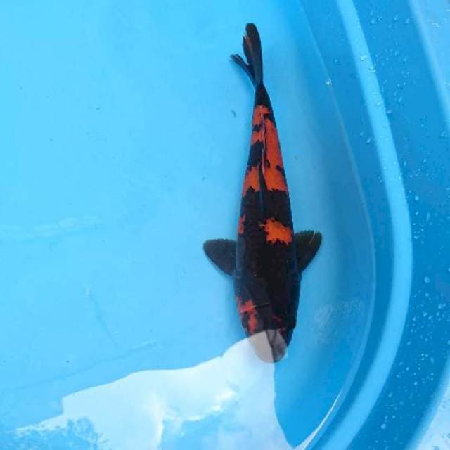 Hi Utsuri 35cm