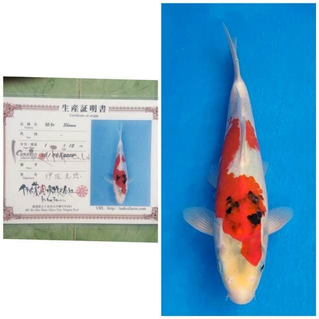 Isa Tategoi Showa