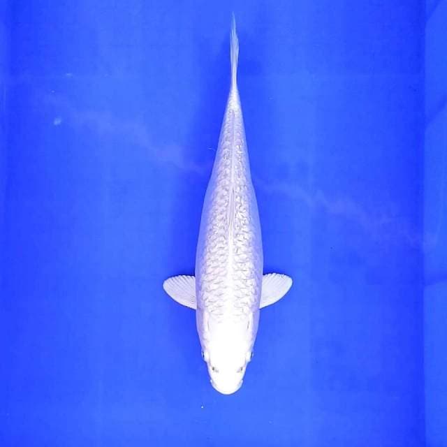 3. Platinum Susu Ginrin || 33 cm || Female