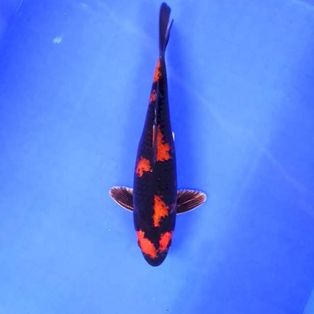 5. Kin Utsuri || 25 cm || Male