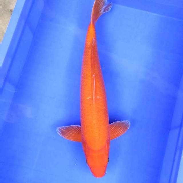 6. Benigoi Jumbo || 46 cm || Male