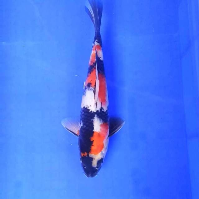8. Showa || 31 cm