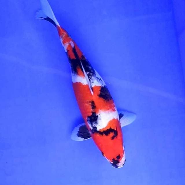 9. Showa Motogoro || 34 cm