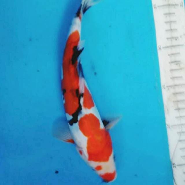 DOITSU SHOWA kUCHIBENI