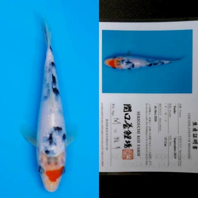 Sekiguchi tancho sanke 17cm sertifikat