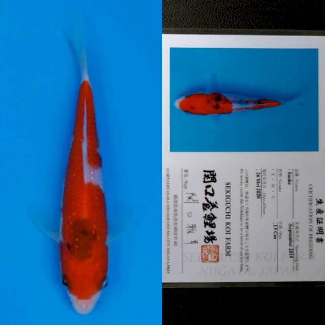 Sekiguchi sanke 15cm sertifikat