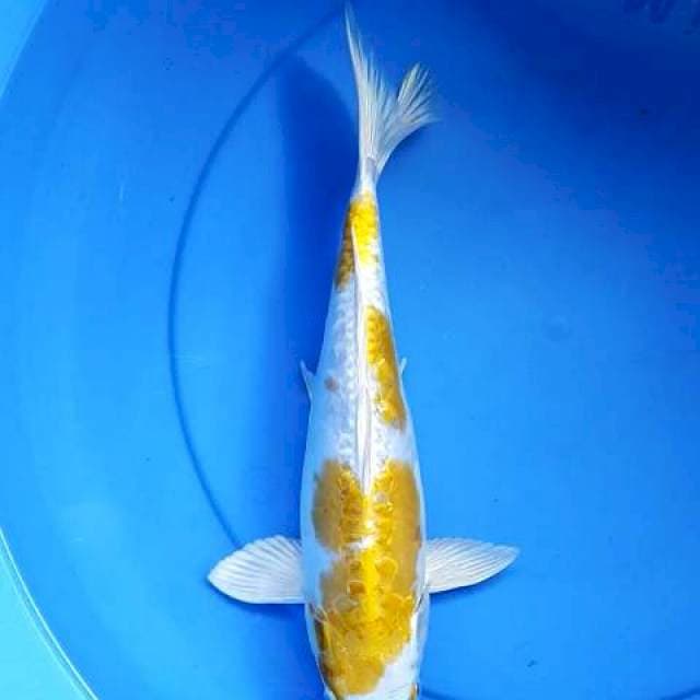 Hariwake doitshu 33 cm