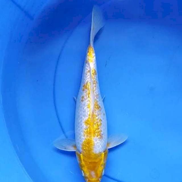 Hariwake Ginrin 32 cm