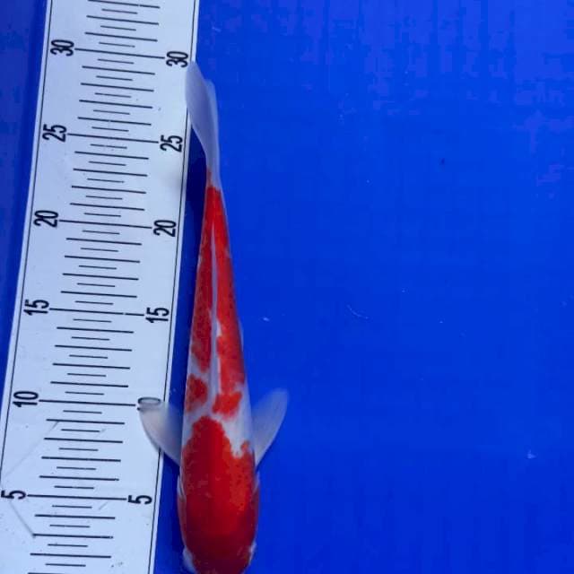 Kohaku ori,murah boz