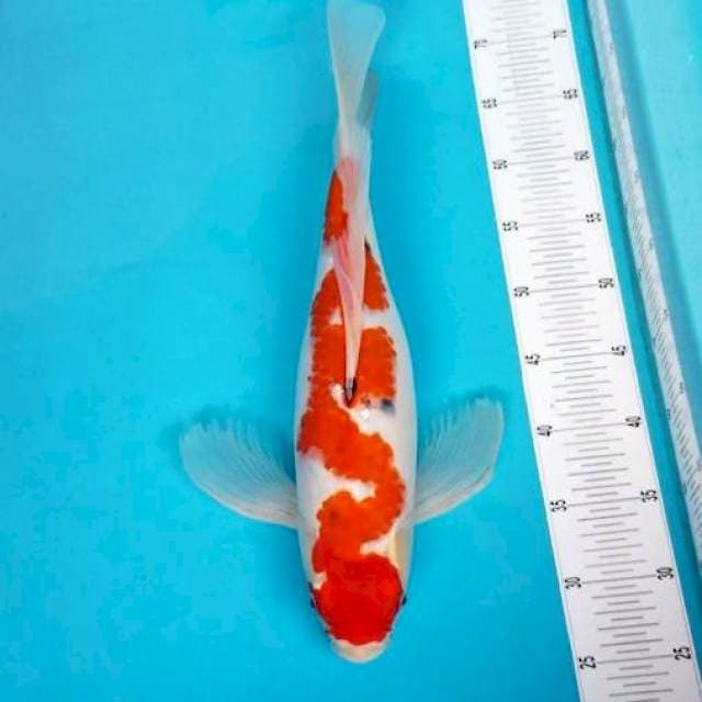 BUTTERFLY SANKE INAZUMA 47 CM